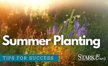 Read the full article Garden in summer