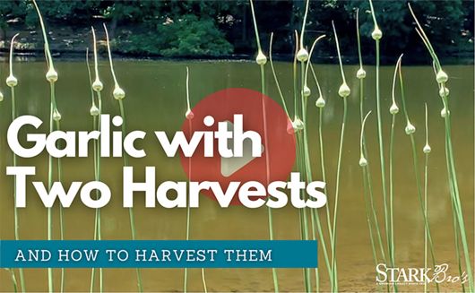 Garlic Harvesting thumbnail with garlic scapes