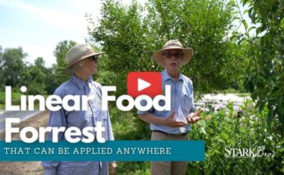 Read the full article Thumbnail for video on Linear Food Forrest