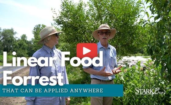 Read the full article Thumbnail for video on Linear Food Forrest