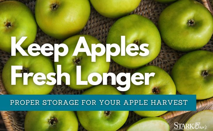 Keep Apples Fresh Longer - apples in a basket