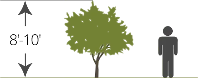 dwarf bare-root tree size