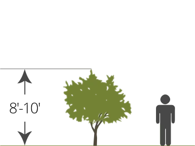 dwarf bare-root tree size