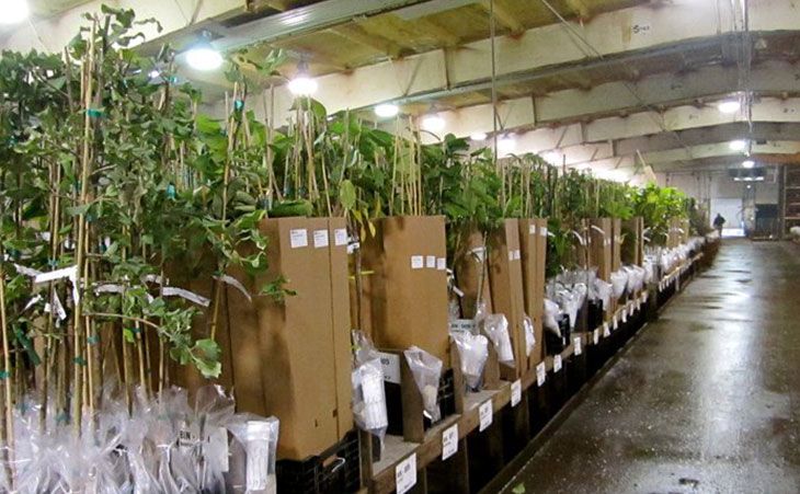 Row of potted plants