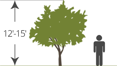 semi-dwarf bare-root tree size