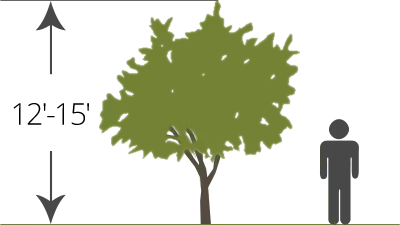 semi-dwarf bare-root tree size