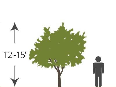 semi-dwarf bare-root tree size