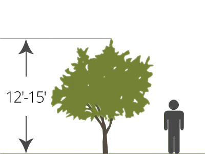 semi-dwarf bare-root tree size