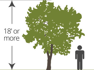 standard bare-root tree size