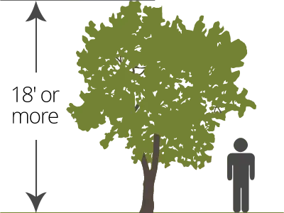 standard bare-root tree size