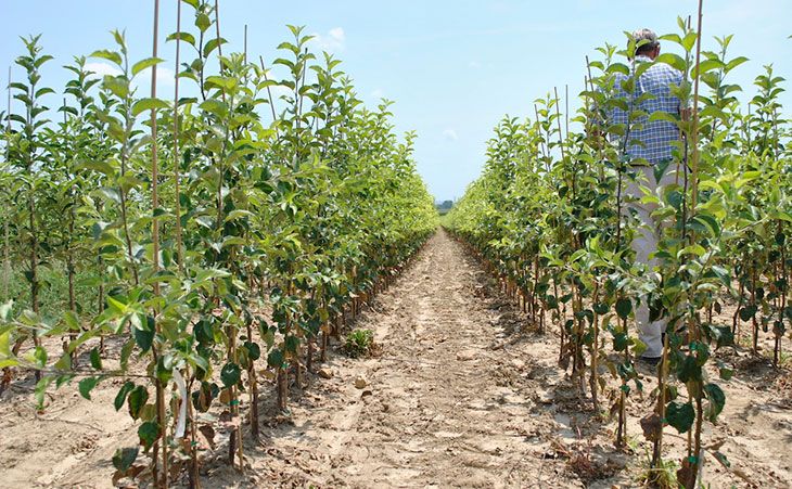 Rows of bare-root trees