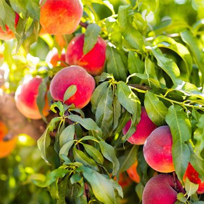 Unboxing our Mini Orchard from Stark Bro's - With Video - Stark Bro's