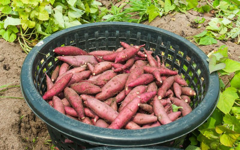 Sweet Potato Plants via Shutterstock