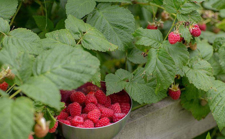 Raspberries: Harvest and Storage