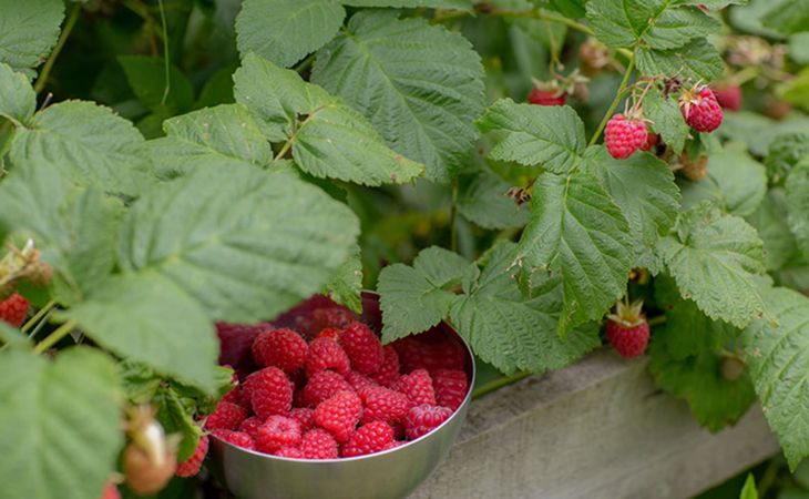 Raspberry Growing Guides, Tips, and Information