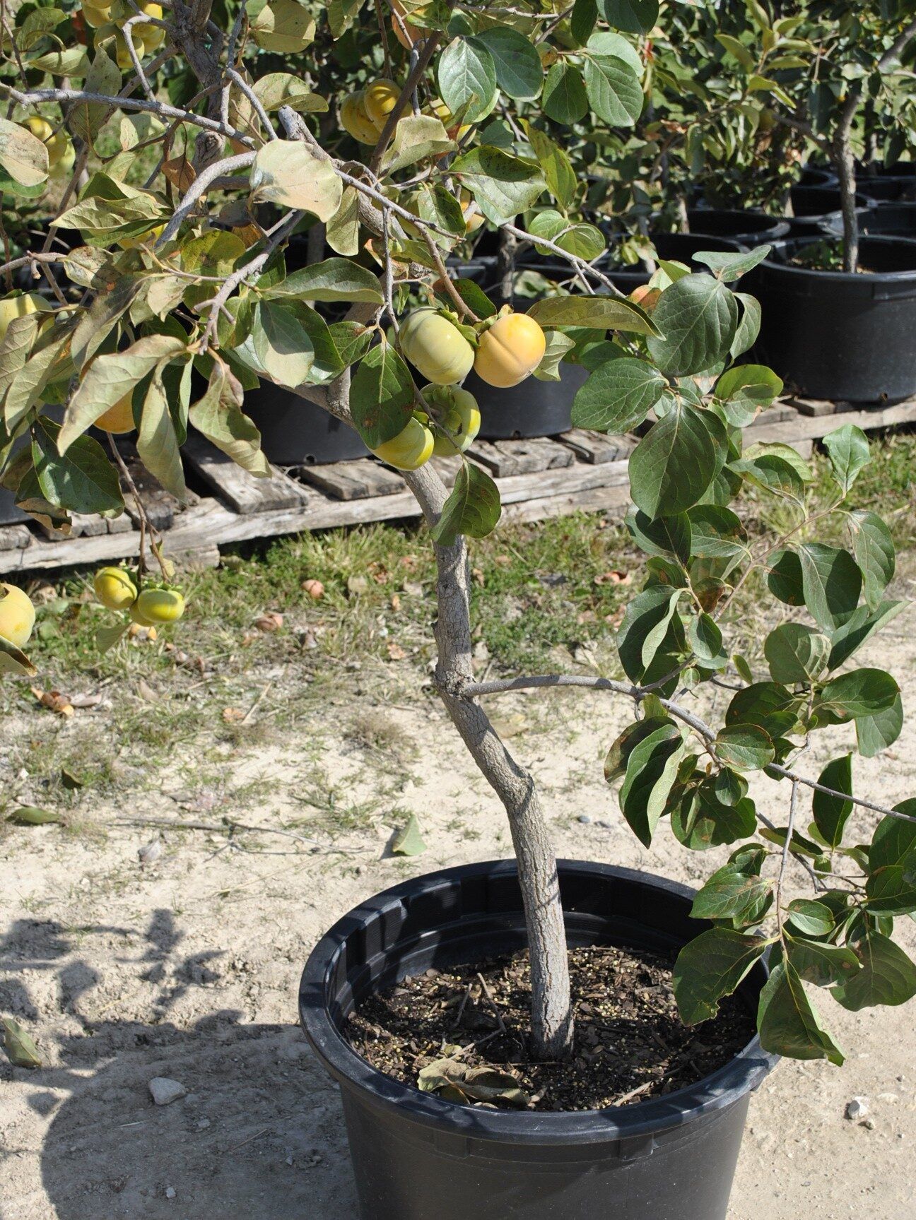 13 year old Persimmon in Container