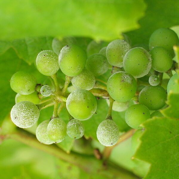 Powdery Mildew on Grapes Powdery Mildew on Grapes