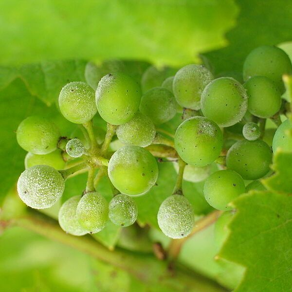 Powdery Mildew on Grapes