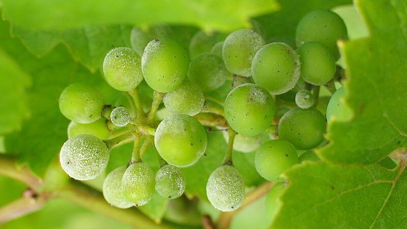 Powdery Mildew on Grapes