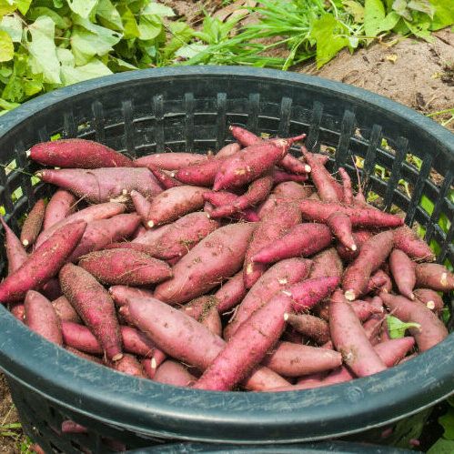 Sweet Potato Plants via Shutterstock