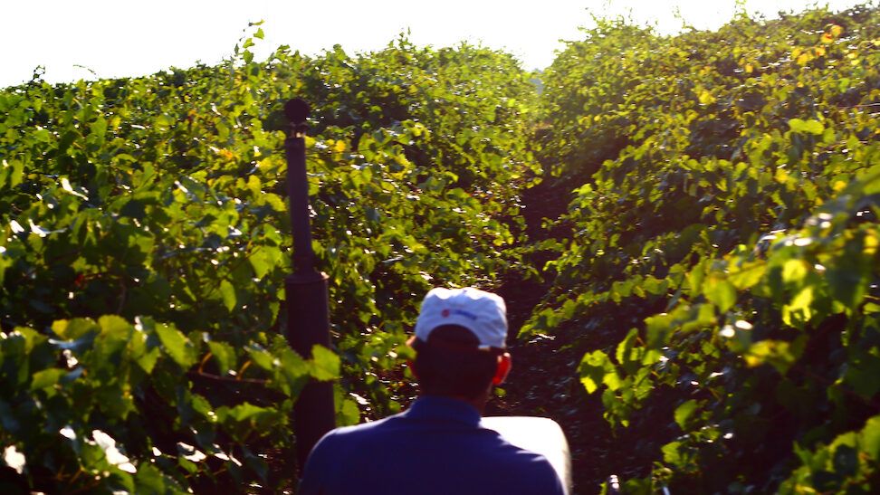 Muscadine Vineyard