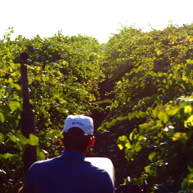 Muscadine Vineyard Muscadine Vineyard