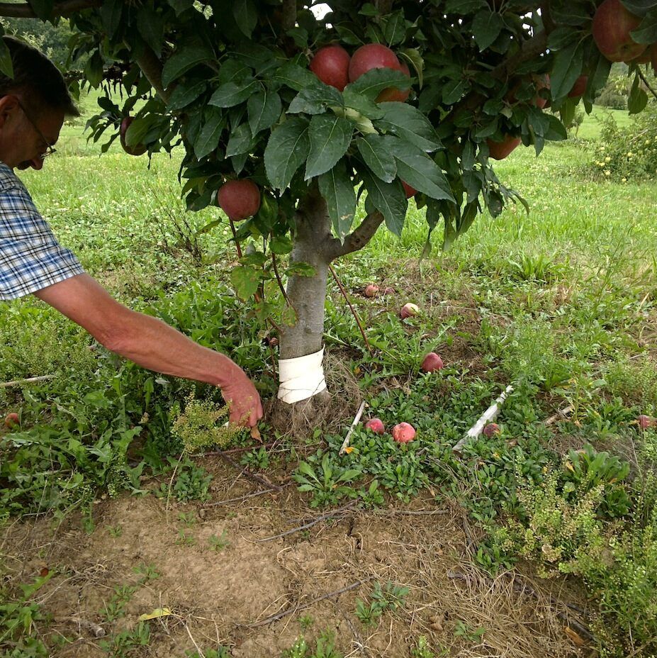 Pruning to Remove Apple Tree Suckers