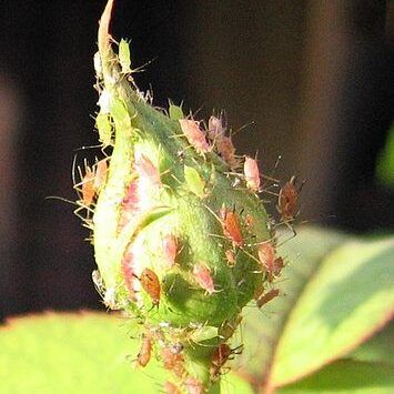 Aphids on Rose Bud