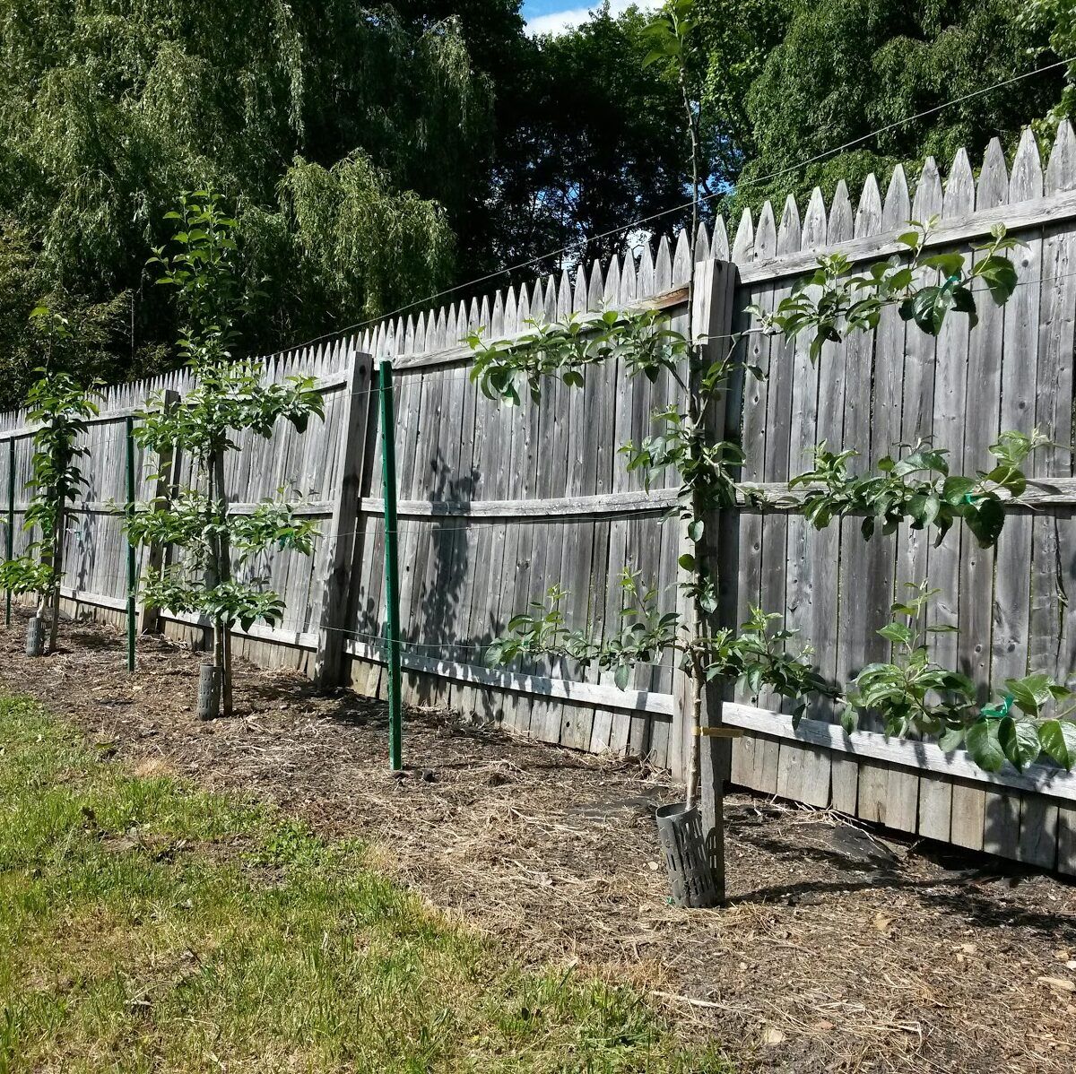 Apple Espalier Y2 Timoti B.