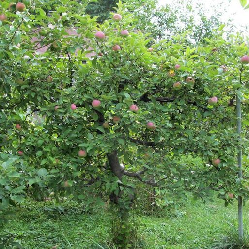 How to Build an Espalier Support Trellis – Deep Green Permaculture