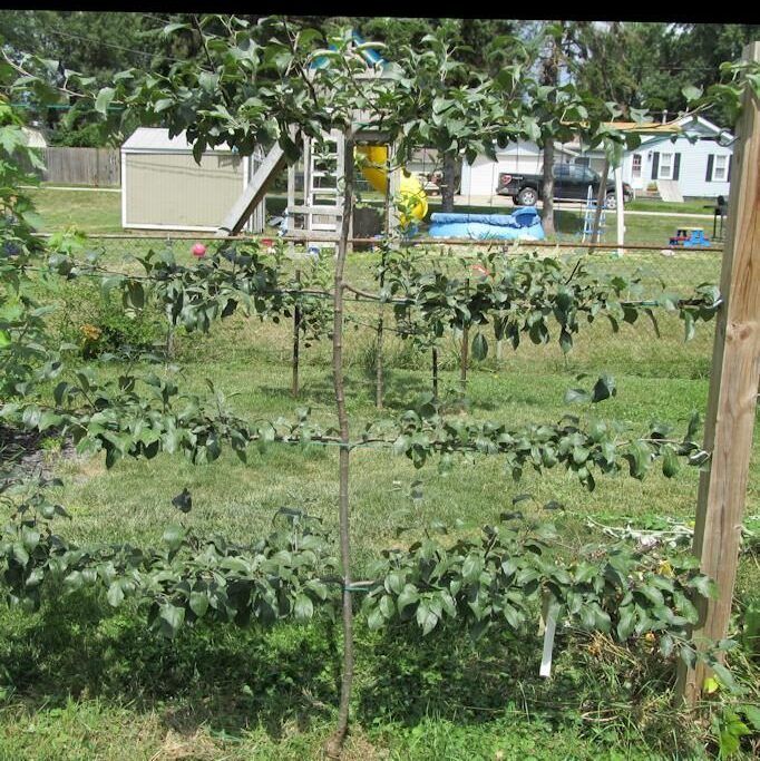 How to Build an Espalier Support Trellis – Deep Green Permaculture