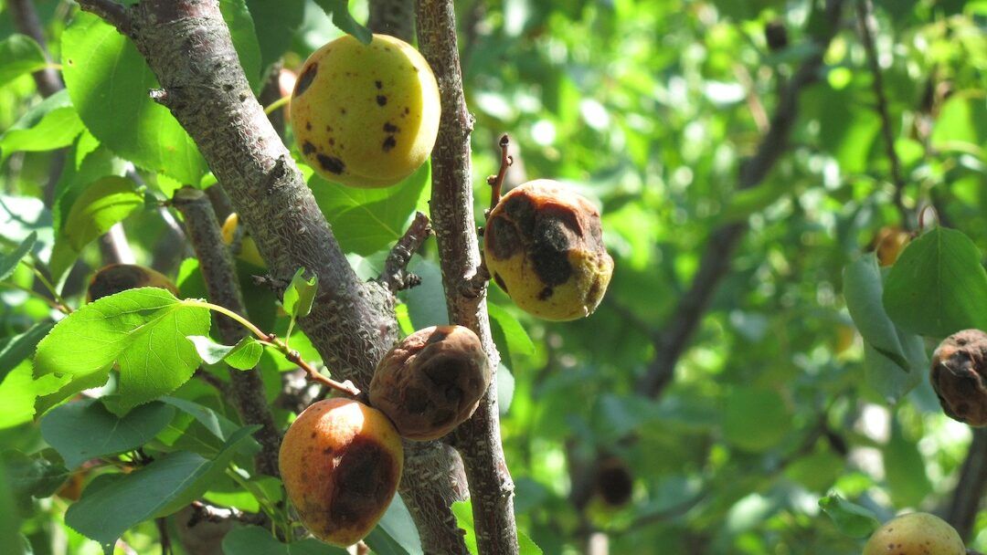 Apricot Brown Rot