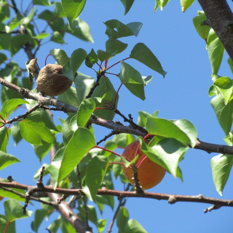 Apricot Brown Rot4