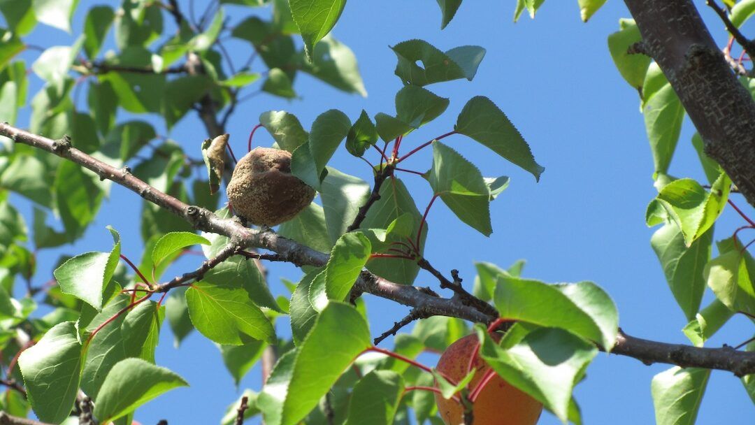 Apricot Brown Rot4