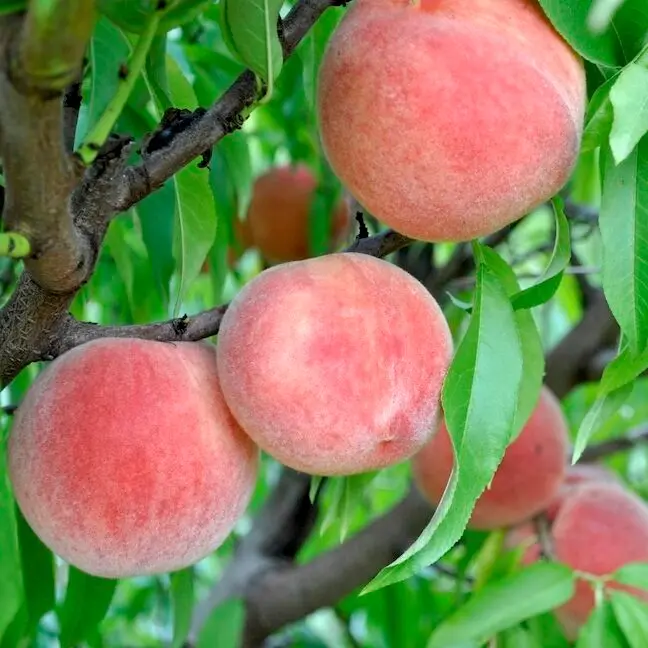 Carolina Belle Peach on Tree Carolina Belle Peach on Tree