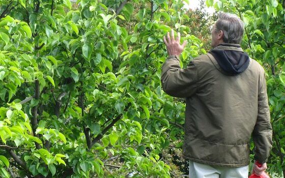 Checking for Fruit