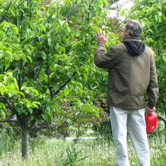 Checking for Fruit