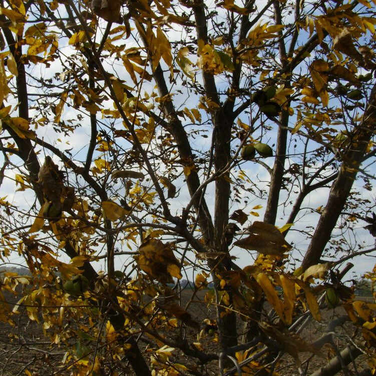 Colby pecan tree with nuts