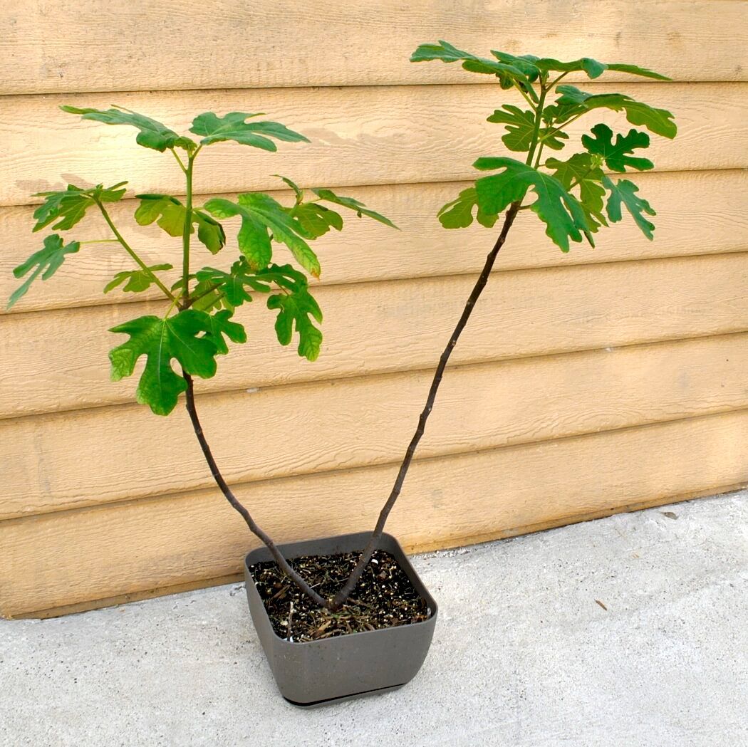 Chicago Hardy Fig Tree in Container