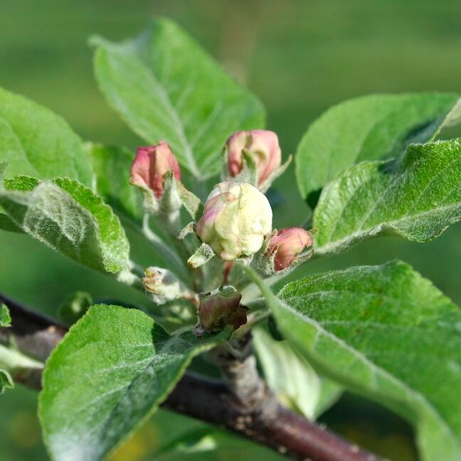 Apple King Bloom