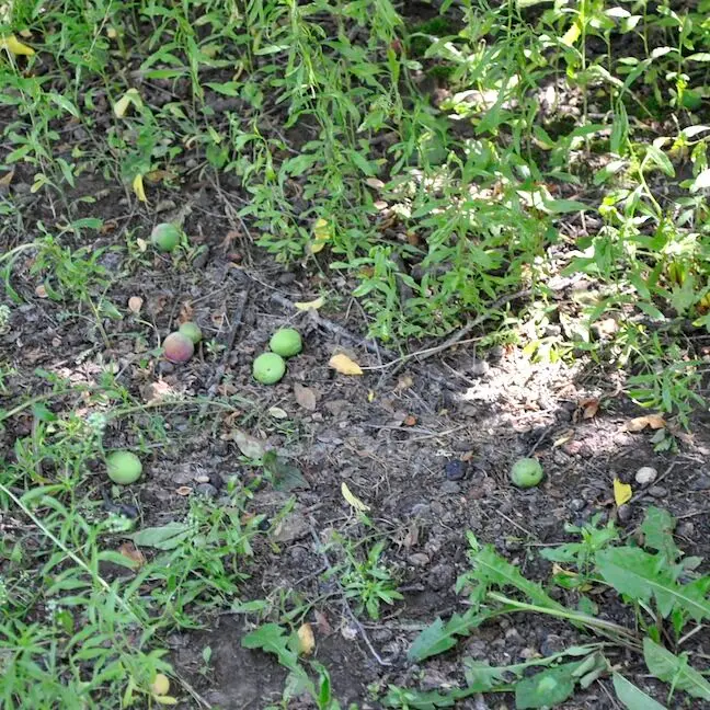 Plum Fruit Drop