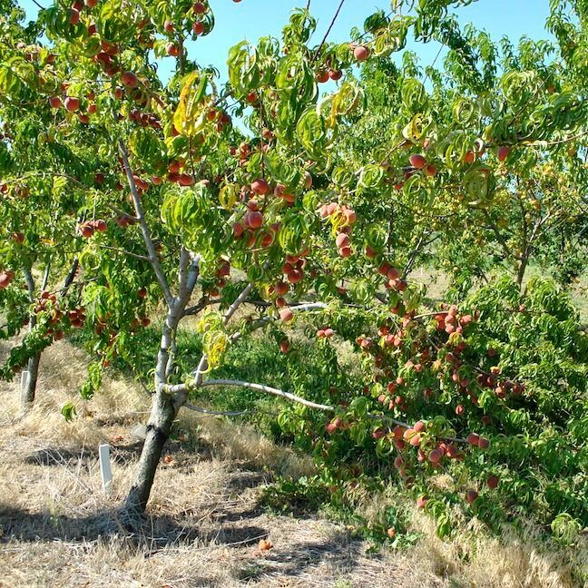 Peach Tree Overbearing