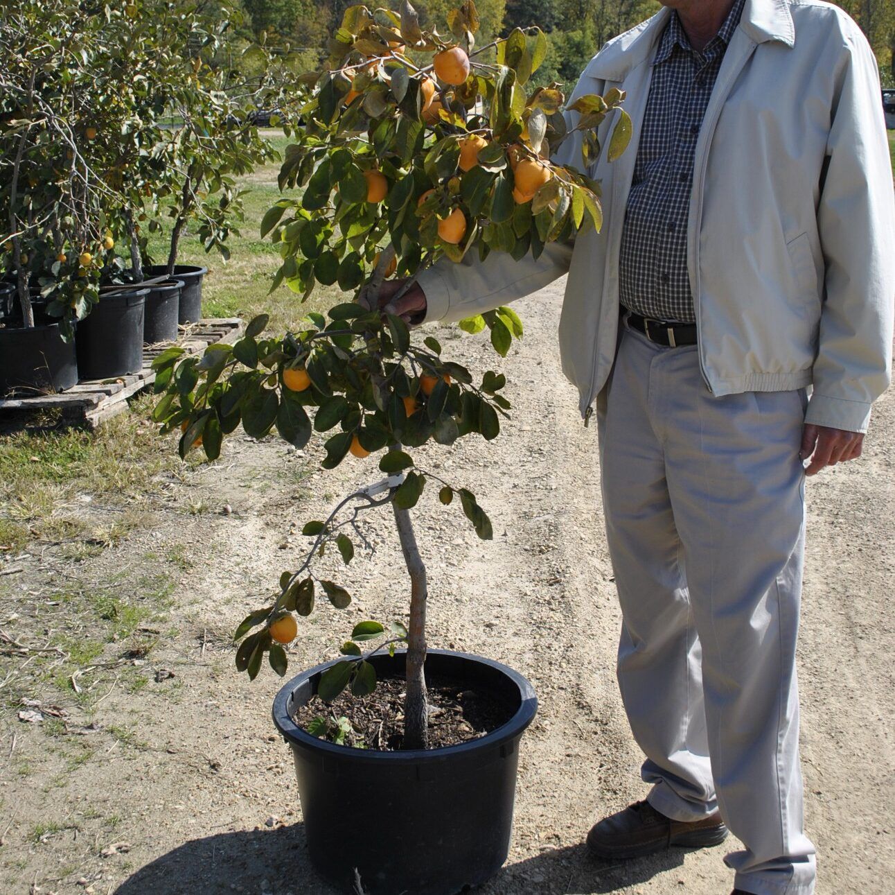 Persimmon Tree in a Container