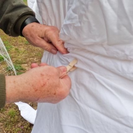 Covering Fruit Tree with blanket