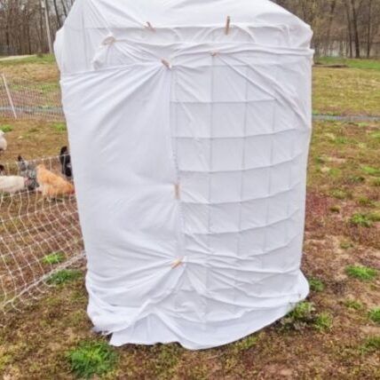 Covering Fruit Tree with blanket
