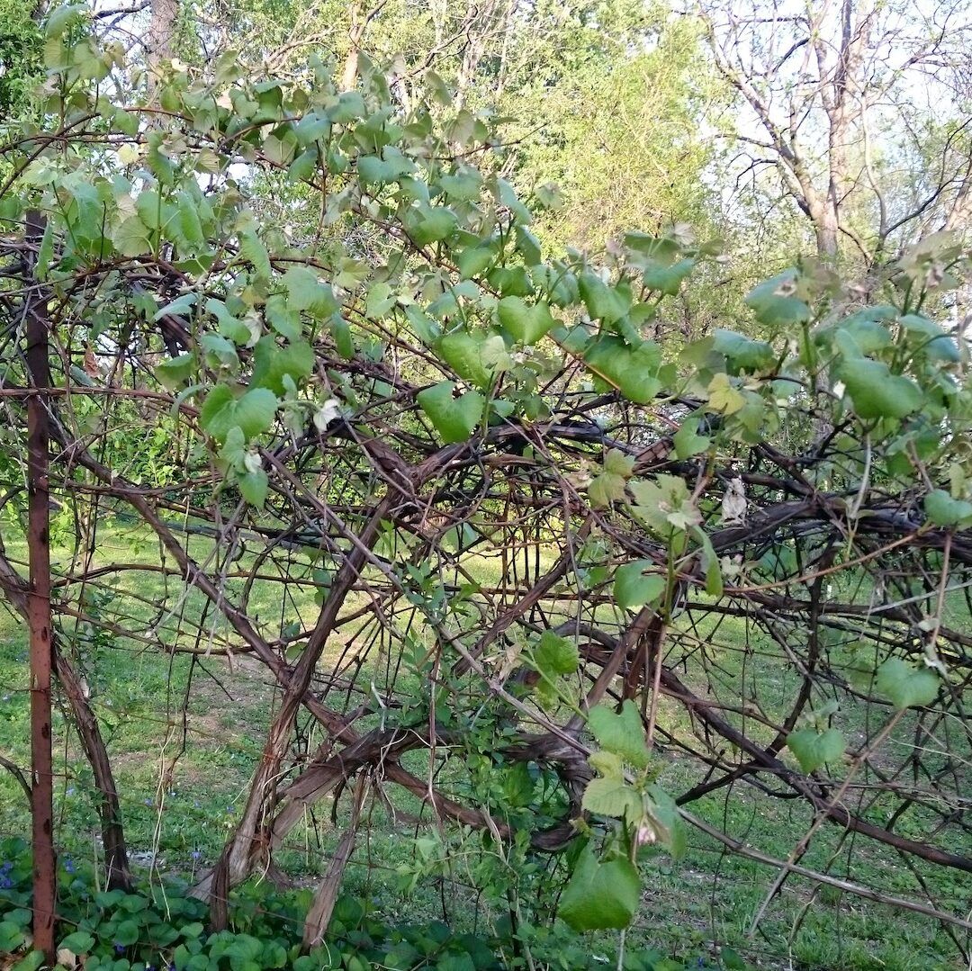 fruit trees