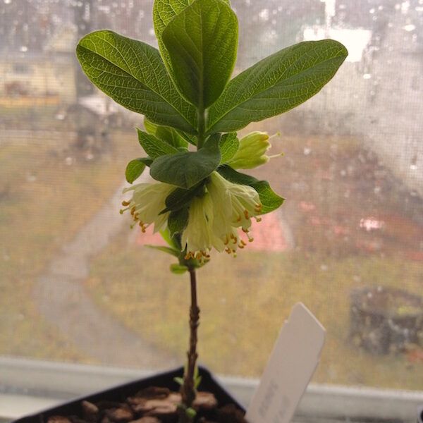 Honeyberry Blooming in 4-inch pot