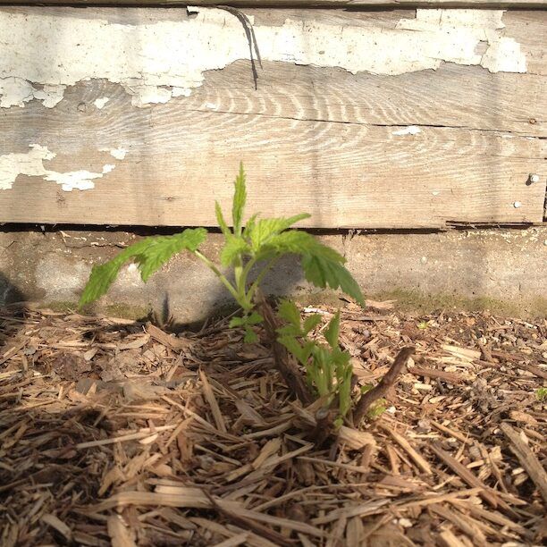 New Growth After Breaking Dormancy