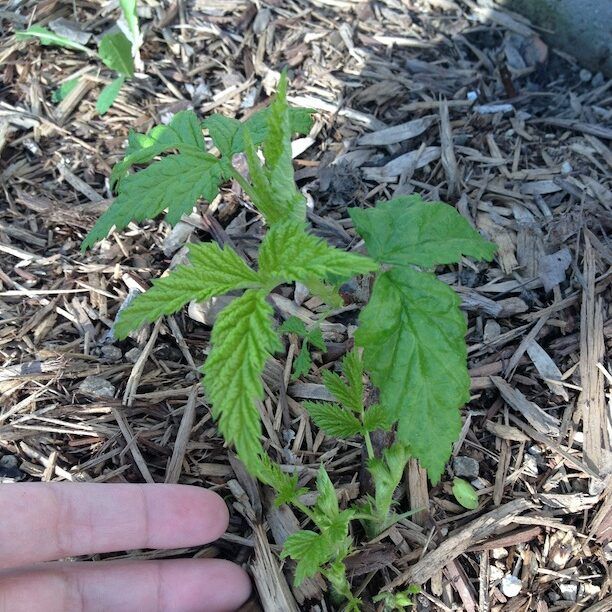 Demonstration of Pruning and Growth