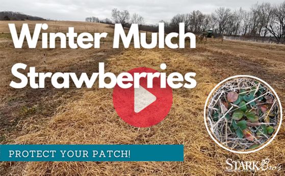 Read the full article YouTube Thumbnail for Mulching Strawberries